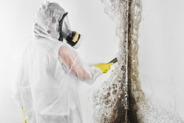 Best Mold Remediation  in Merrydale, LA