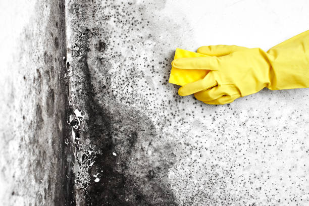 Best Attic Mold Removal  in Merrydale, LA