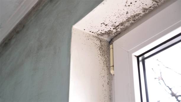 Best Toxic Mold Removal  in Merrydale, LA