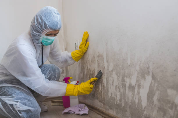 Best Same-Day Mold Removal  in Merrydale, LA