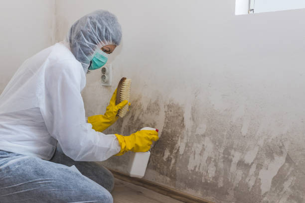 Best Commercial Mold Removal  in Merrydale, LA