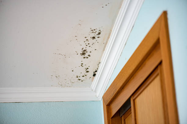 Professional Mold Removal in Merrydale, LA