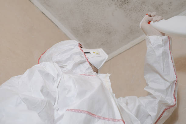 Best Same-Day Mold Removal  in Merrydale, LA