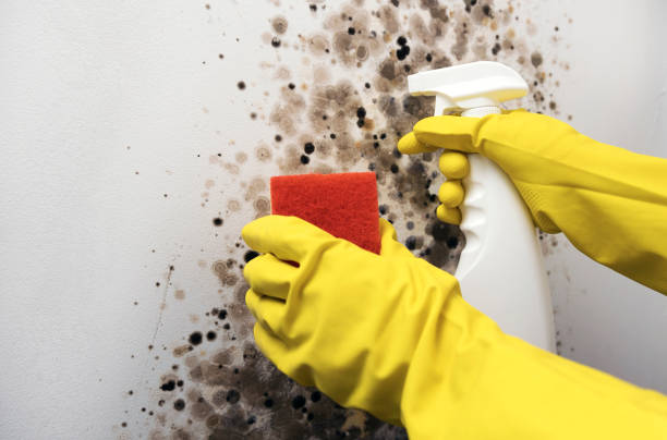 Professional Mold Removal in Merrydale, LA