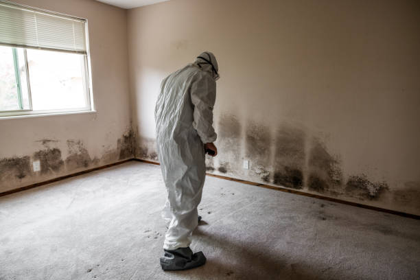 Best Office Mold Removal Services  in Merrydale, LA