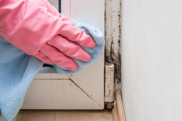 Best Commercial Mold Removal  in Merrydale, LA