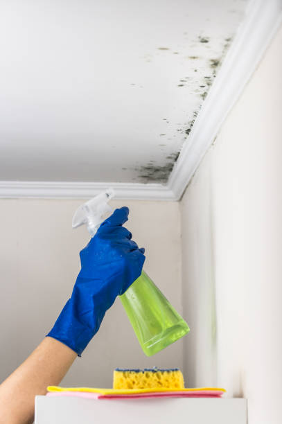 Best Local Mold Removal Service  in Merrydale, LA