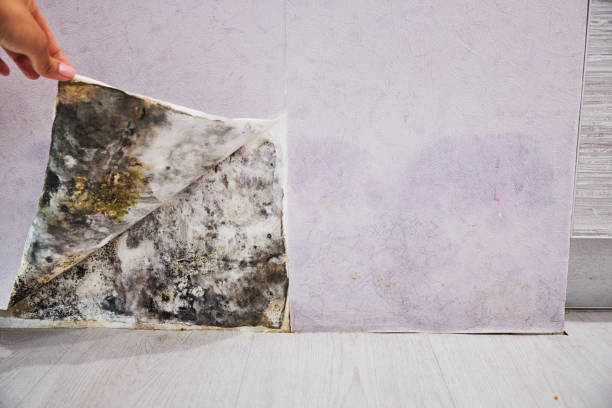 Best Mold Cleaning Services  in Merrydale, LA